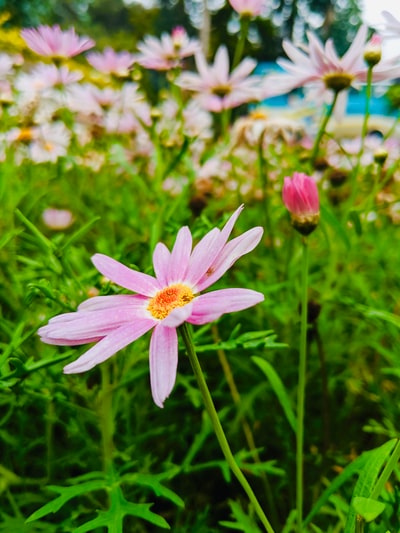 粉红色的花微距摄影
